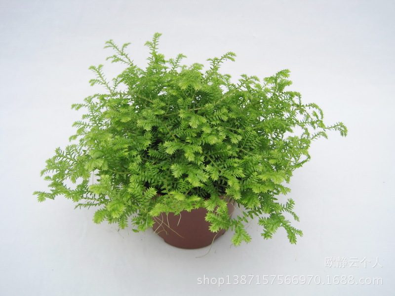 金星珊瑚�? height=