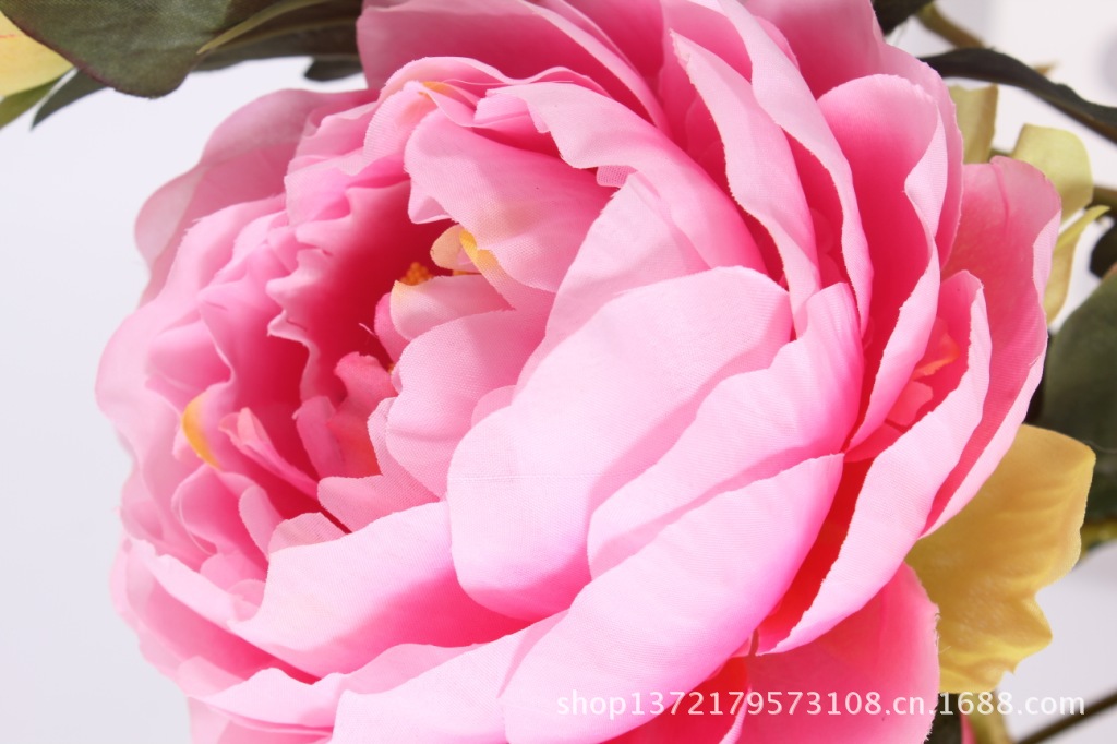 把牡丹4(Peony Bouquet) SJB1244