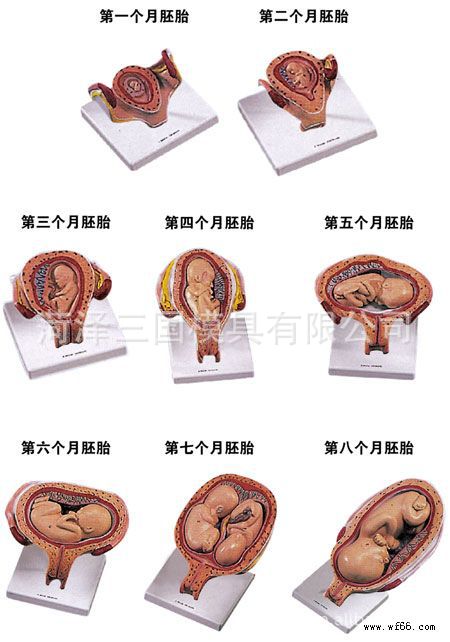 人体图像、幼儿园模具 (30)