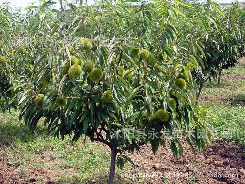 供应嫁接板栗苗 庭院板栗树苗 栗子苗 全身是宝 种植技术果树