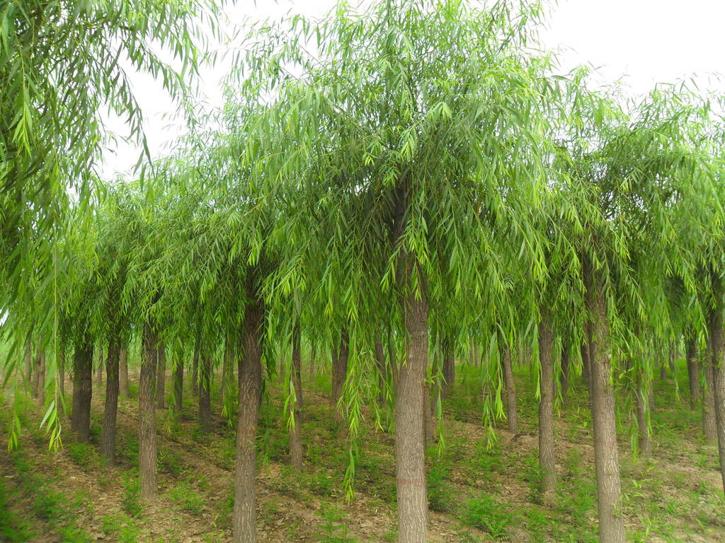绦柳,垂柳,柳树