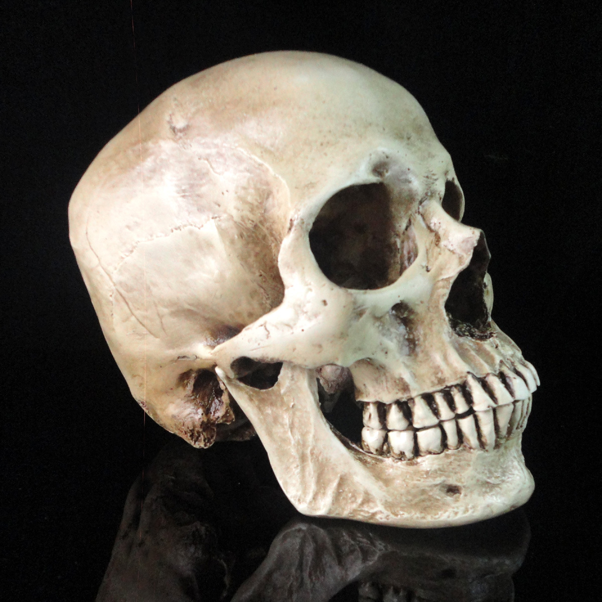 高仿真1:1人类头骨模型 医学头骨 树脂骷髅头 仿真头骨高档头骨
