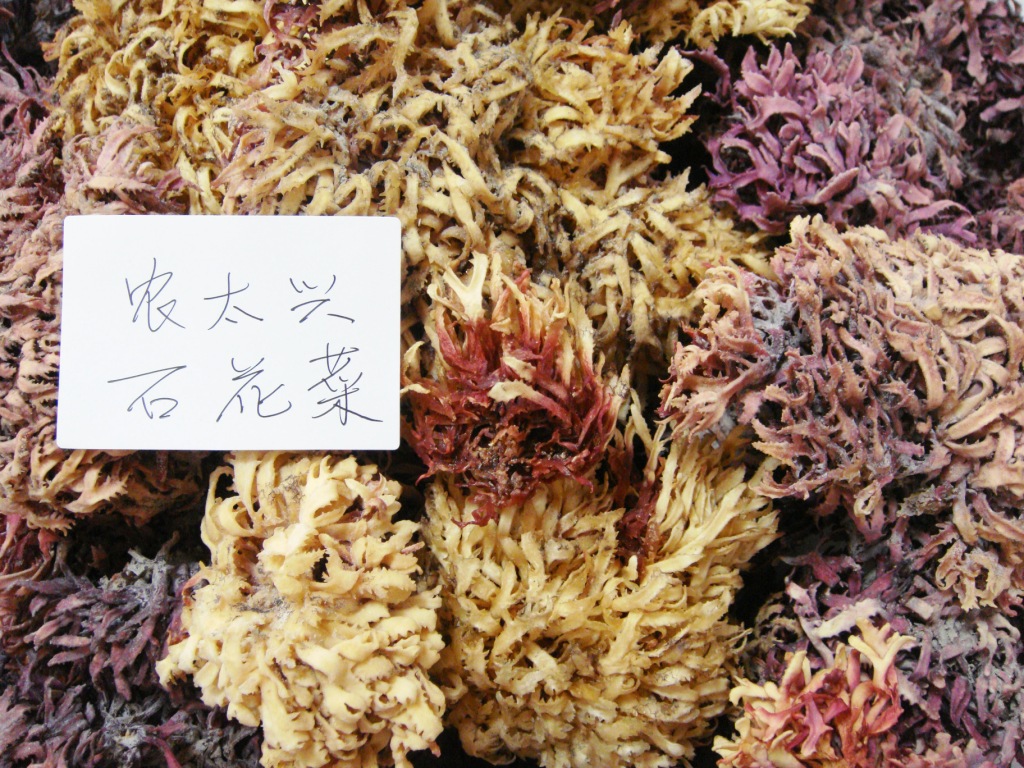 出口食品级石花菜 麒麟菜 特级石花菜产地直销