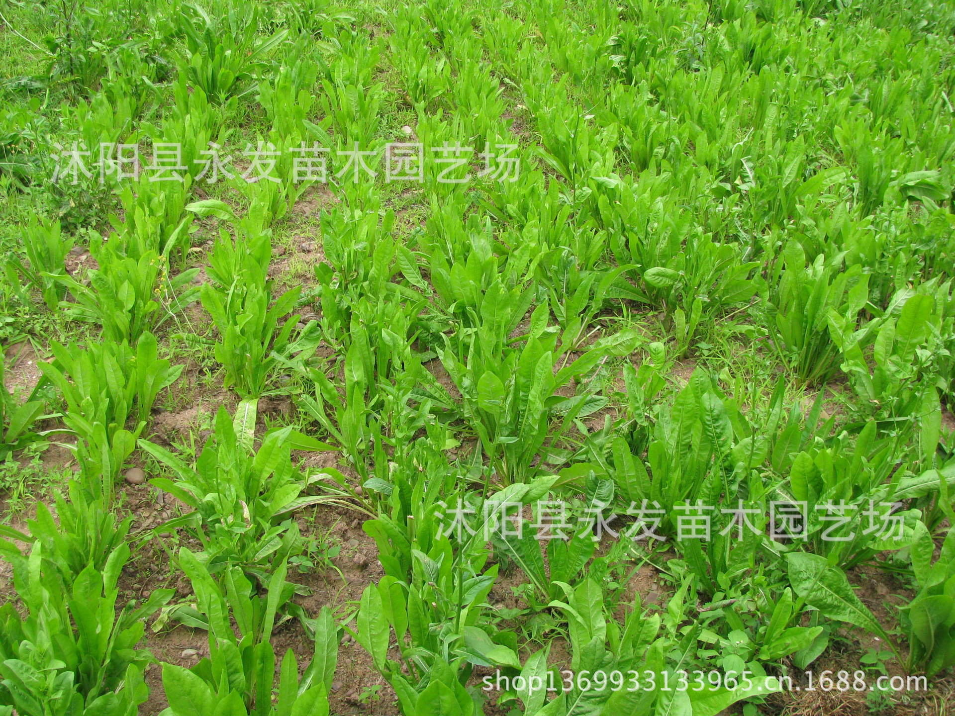 供应优质将军菊苣牧草种子 菊苣种子 益丰菊苣产量大适口性好牧草