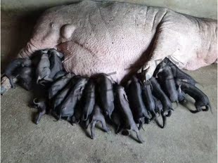 苗猪行情图片_苗猪行情图片大全 - 阿里巴巴海量精选