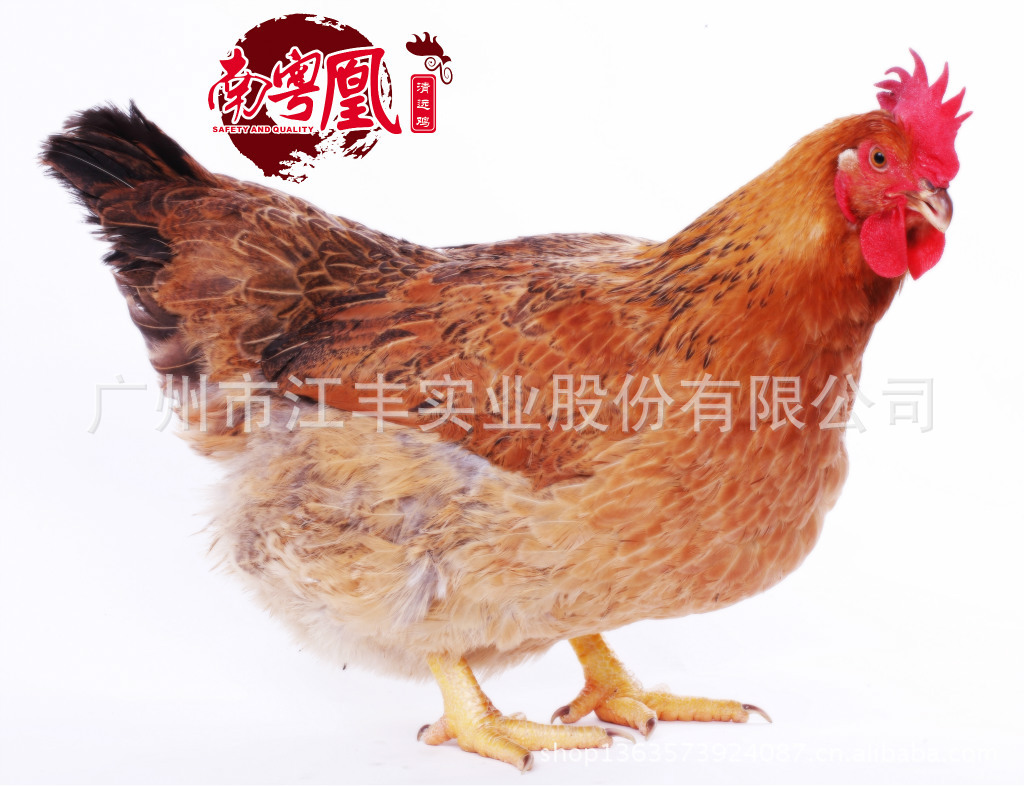 南粤凰清远鸡82003副本
