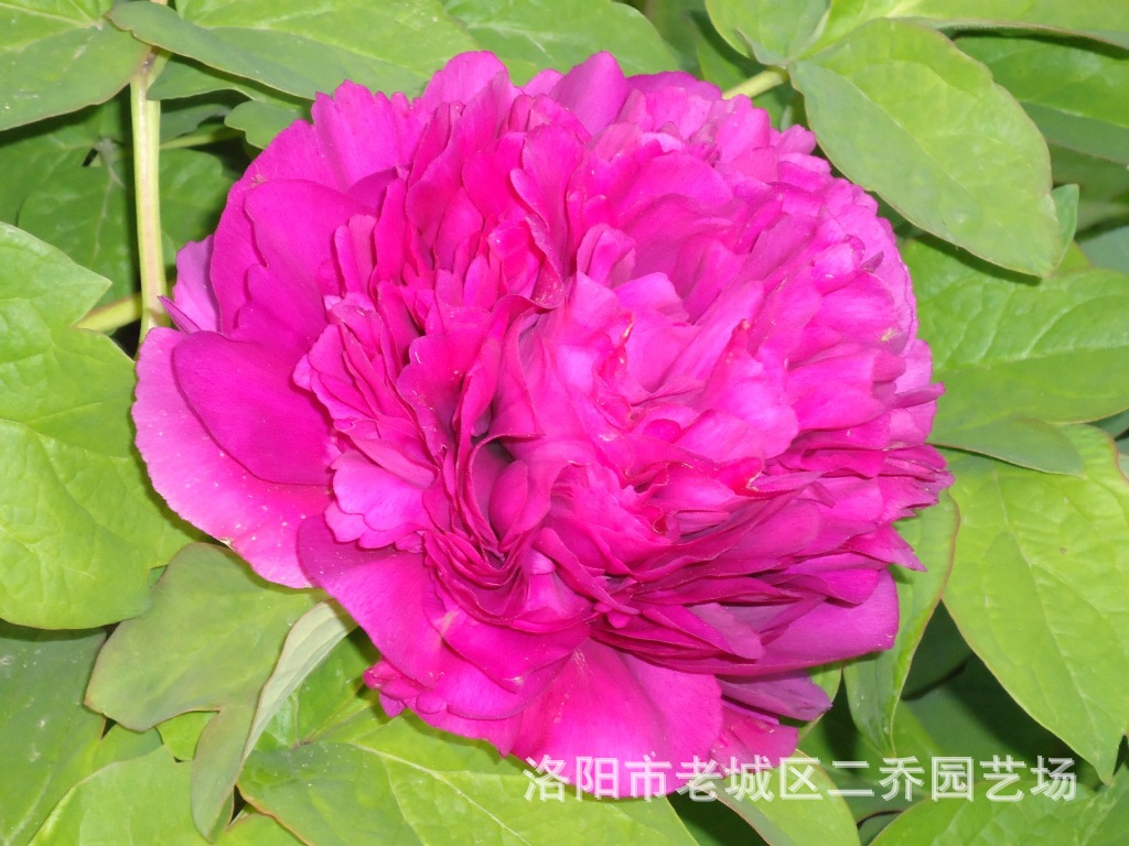 405首案红 牡丹苗牡丹花牡丹种牡丹树盆栽鲜花插花绿化药用