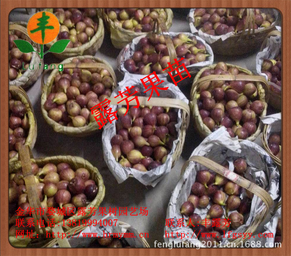 麦斯依陶芬无花果