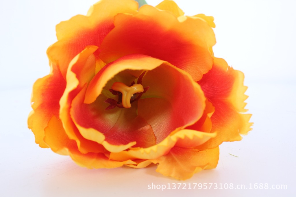 小号鹦鹉郁金香0(Tulip)SJB1398