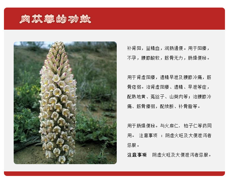 批发新疆特产中药材/纯野生肉丛蓉/特级沙漠人参/锁阳/补肾固精