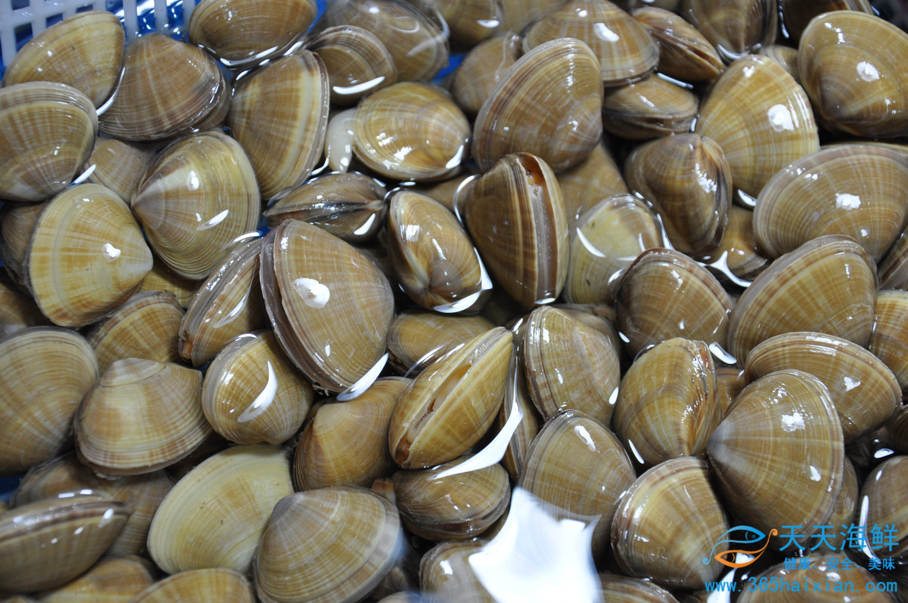 【北京天天海鲜】 活鲜黄蛤500g肉质鲜嫩 贝类批发