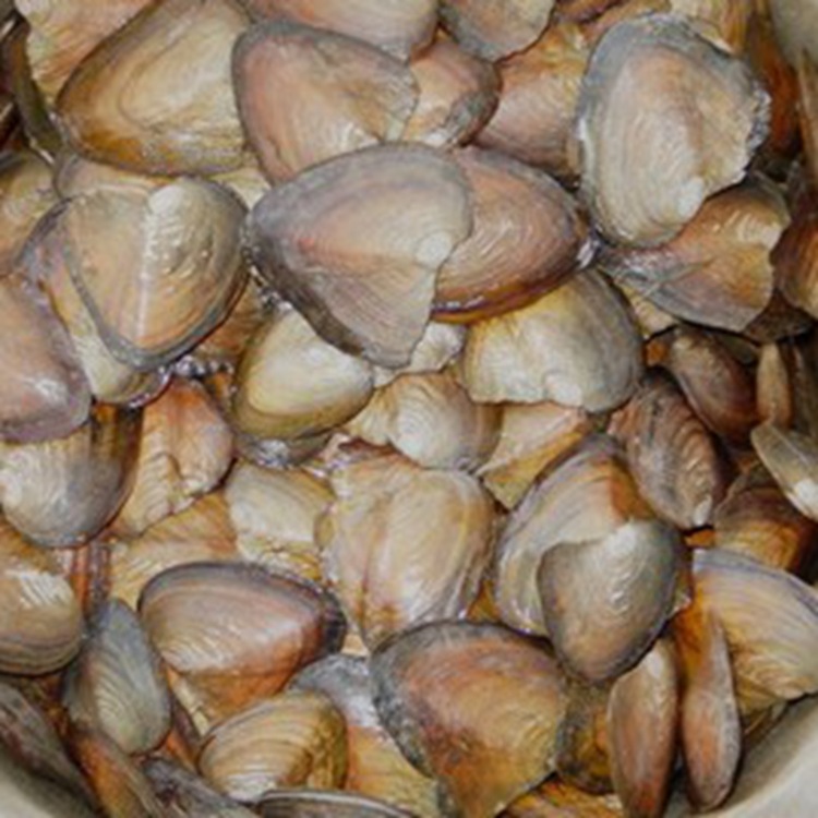 栋哥珍珠 珍珠原产地珍珠小河蚌 超市促销珍珠小河蚌