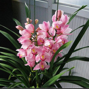 盆栽花卉兰花苗大花蕙兰 蝉兰 虎头兰当年开花大花惠兰 14色供选