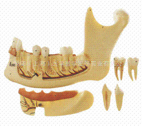 成人牙列放大模型
