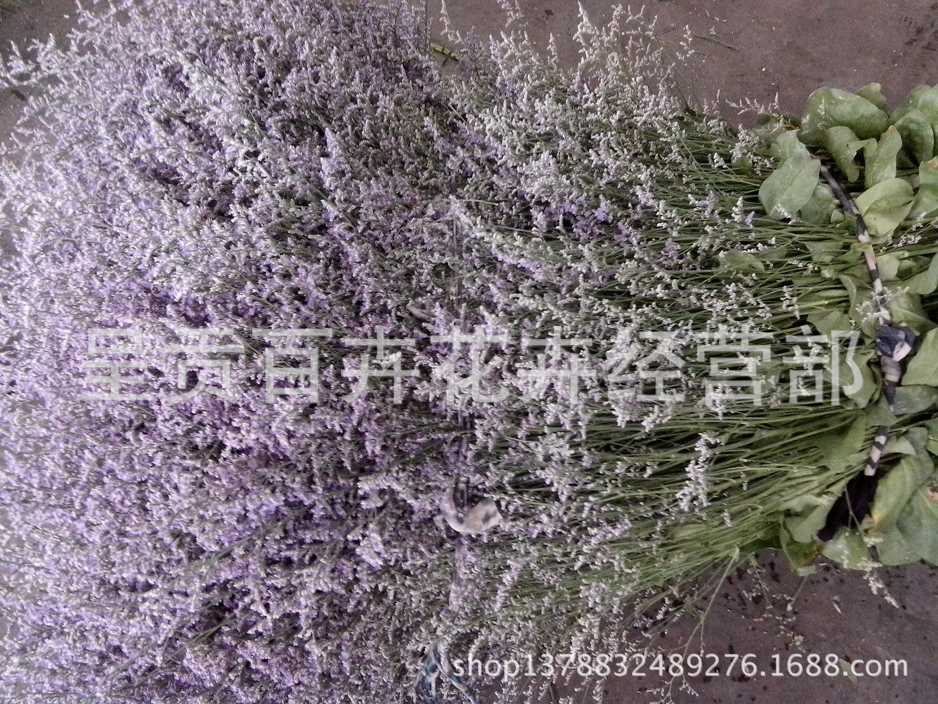 云南鲜花批发 天然干花批发 供应鲜切花(情人草)可做干花花卉