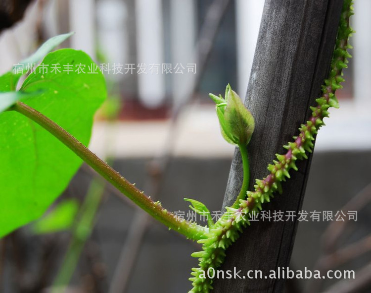 观花盆景_、、能治病神秘金丝指葫芦盆景种子 ...