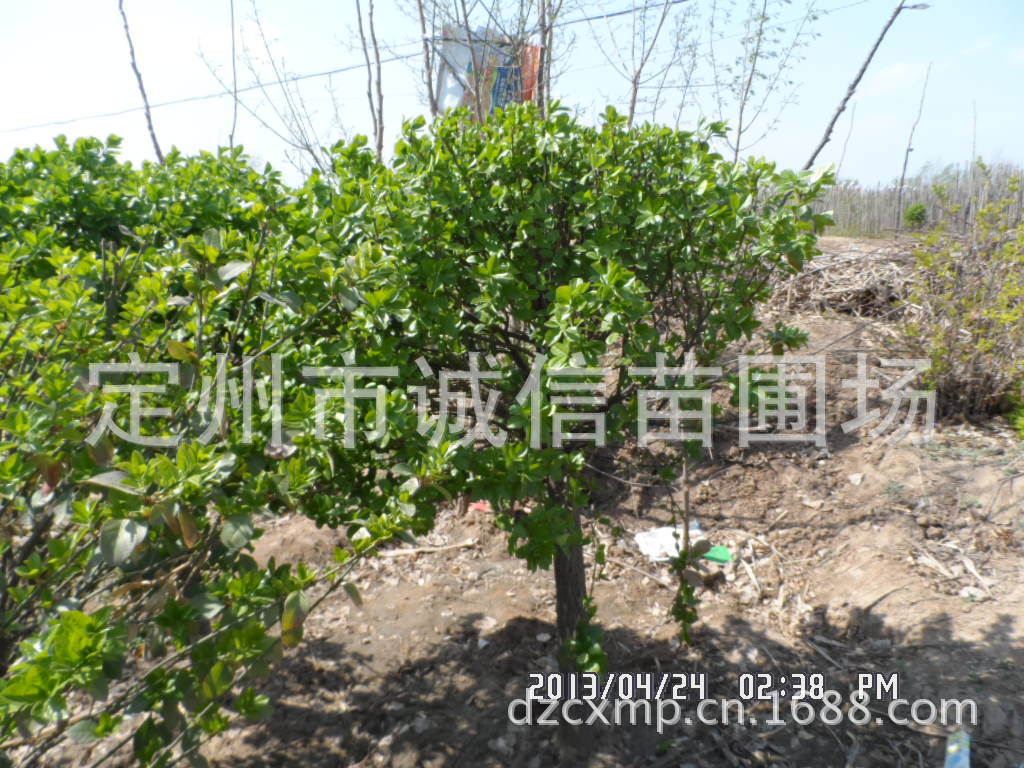 供应嫁接丝棉木,丛生卫矛球