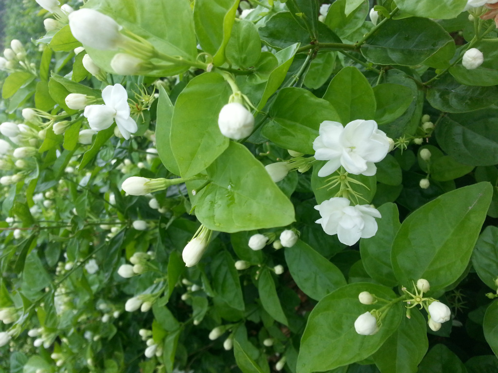          茉莉花    花朵颜色