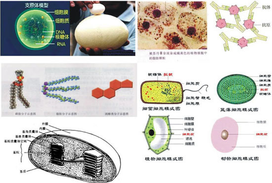 细胞生物学与遗传学切片