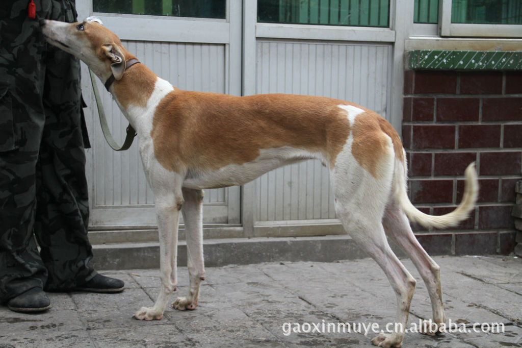 3-6个月的灵缇犬.格力犬.细犬.惠比特犬.纯种优质在山东高鑫牧业