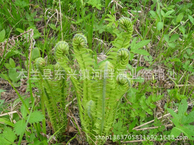 东北林区天然生长的山野菜:广东菜,俗名黄瓜香