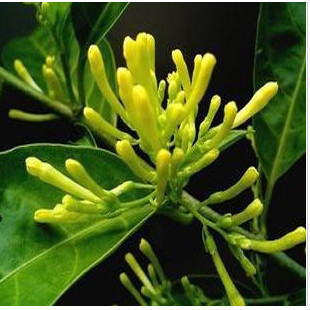 盆栽花卉 夜来香别名夜香花 驱蚊树夜兰香苗 四季开花