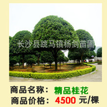 精品桂花超_副本