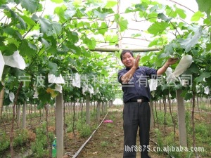 厂家直供湖北地区固定葡萄架用塑钢线