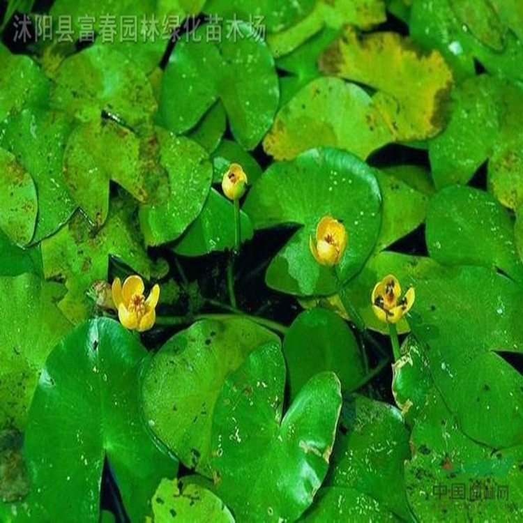 供应水生植物萍逢草苏北萍逢草基地