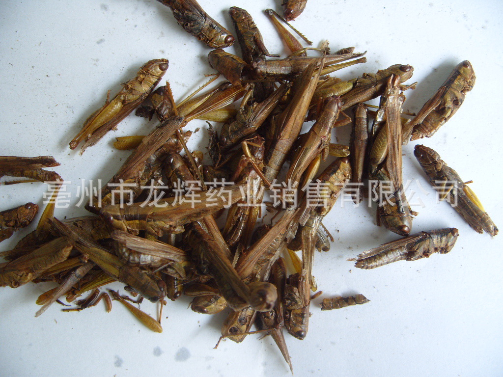 供应批发优质动物原药材—蚂蚱