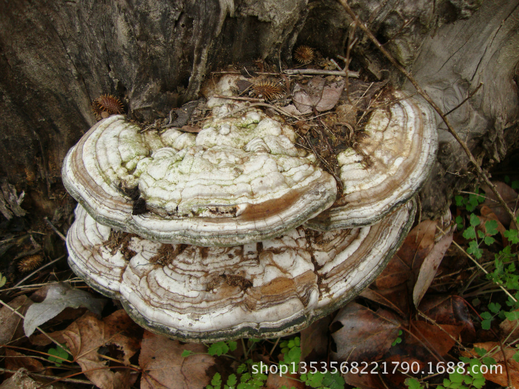 福建山区天然,木灵芝抗癌,山树舌,桑黄.野生灵芝