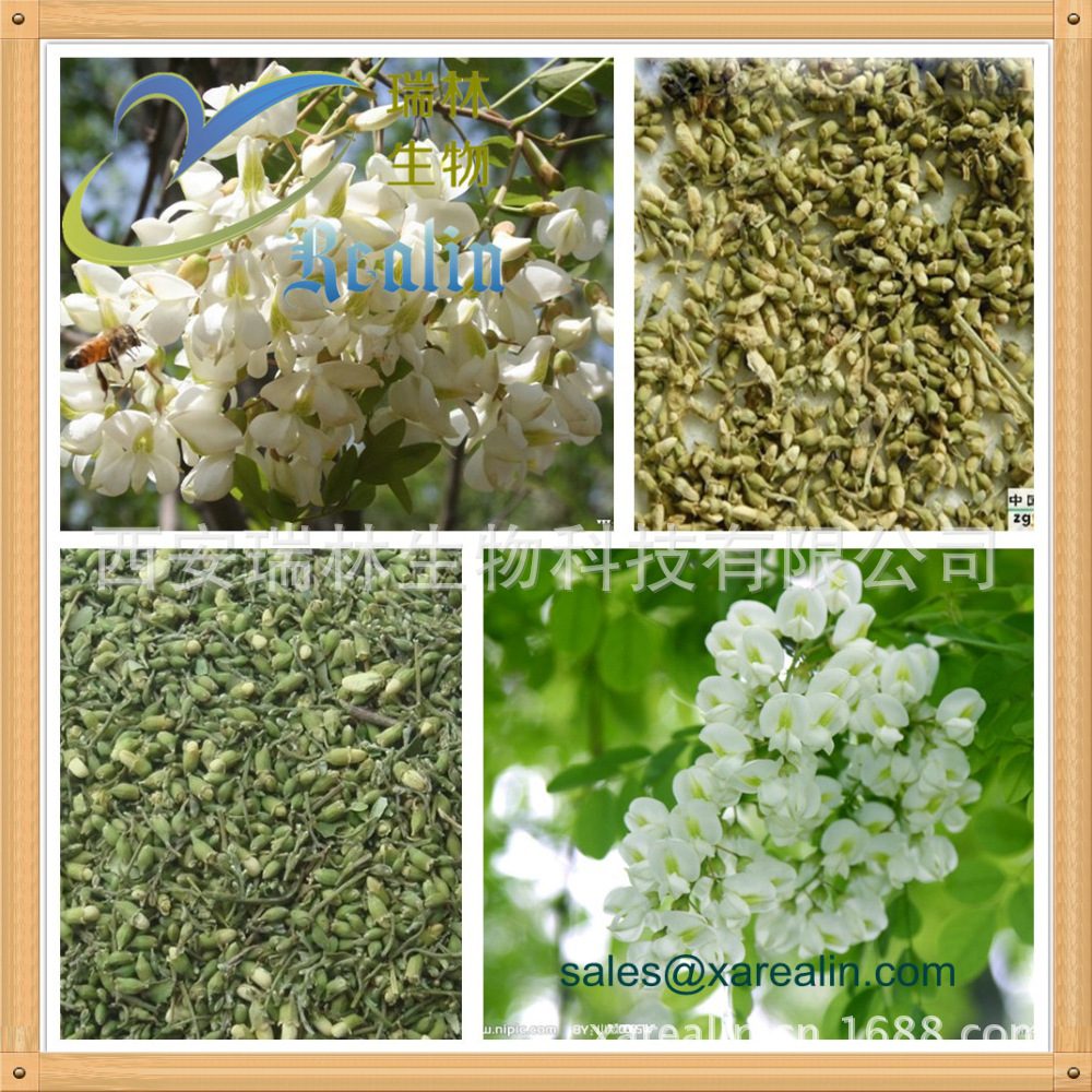芸香苷 槐花提取物芸香苷 10:1比例提取芸香苷