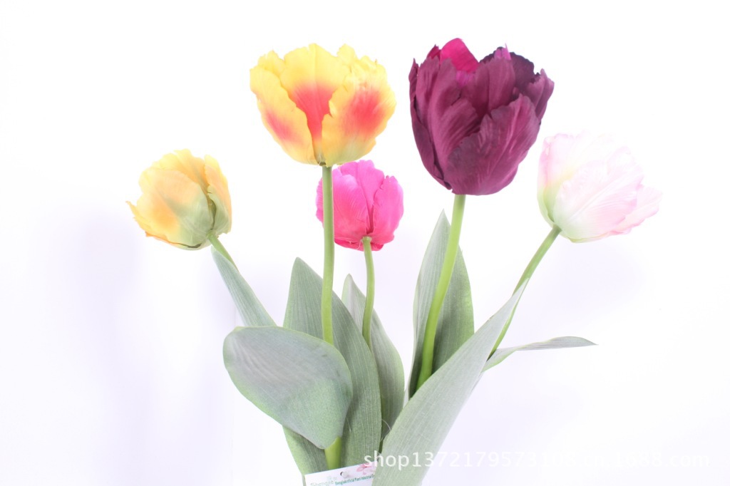 小号鹦鹉郁金香4(Tulip)SJB1398