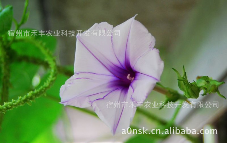 观花盆景_、、能治病神秘金丝指葫芦盆景种子 ...