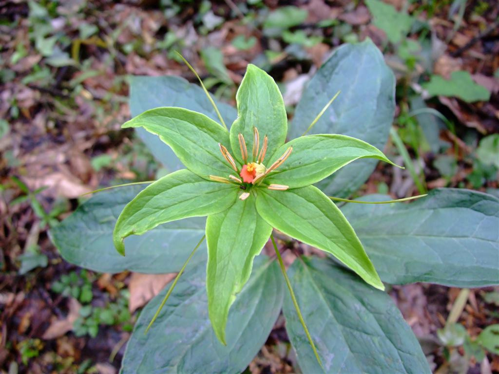 供应正宗野生中药材重楼,七叶一枝花批发