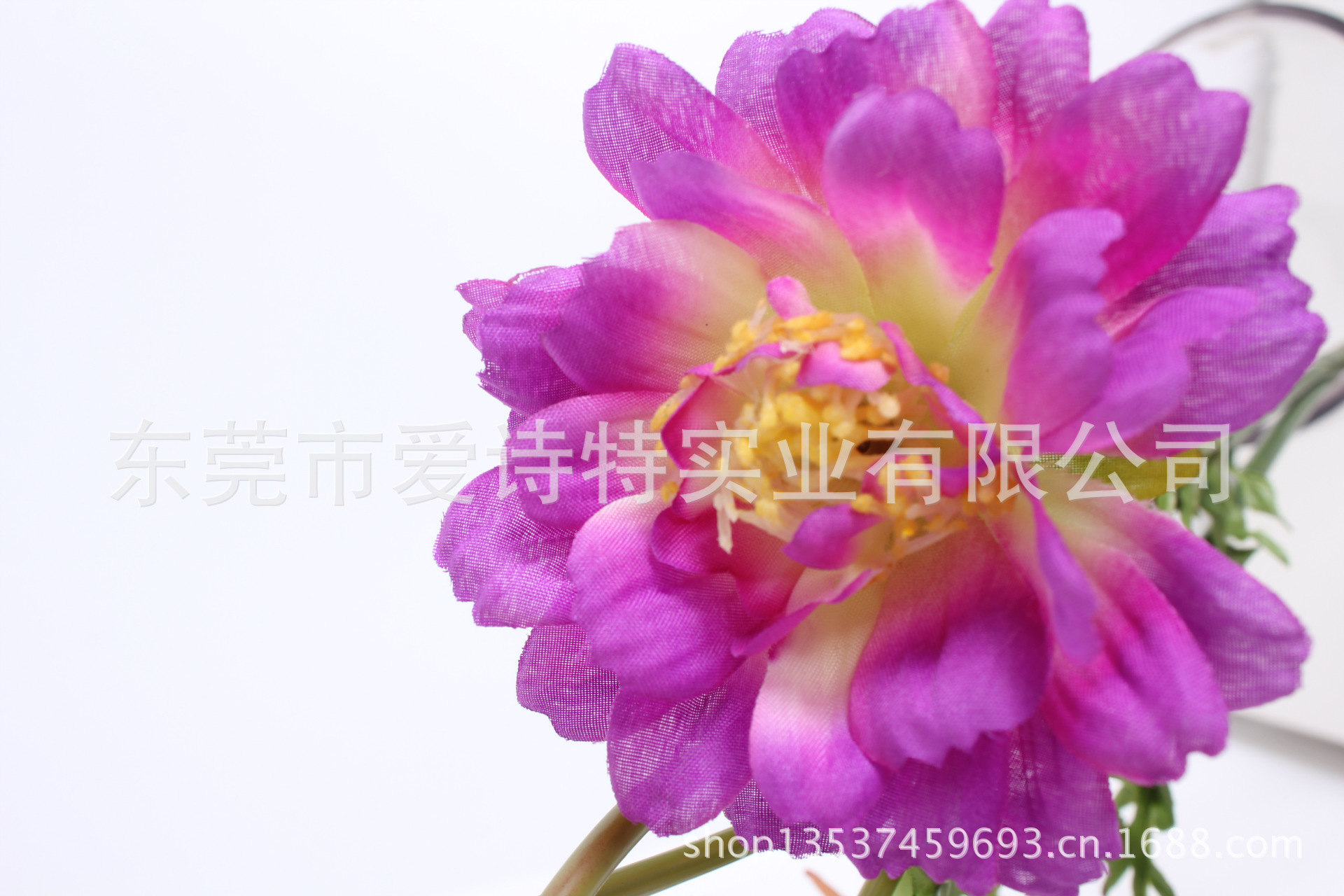 7头富贵菊4（7-Head Cineraria）SJB075