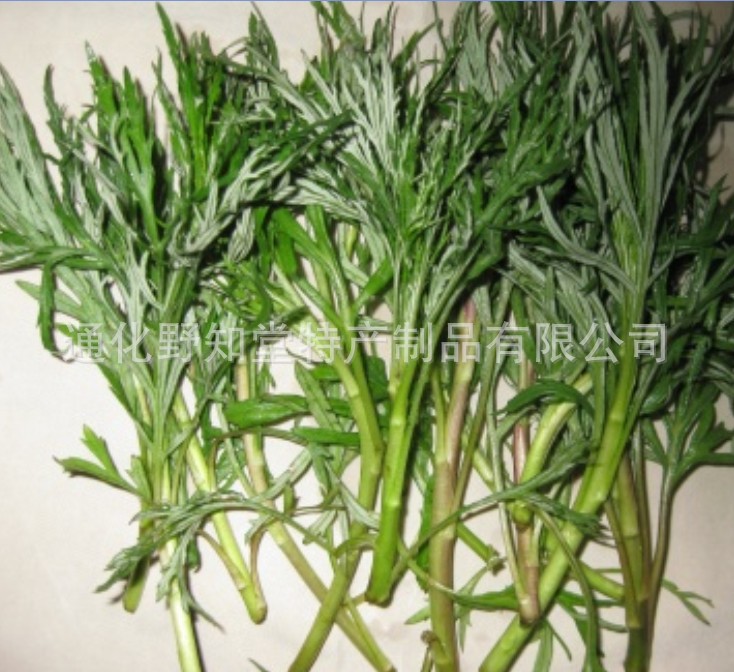 批发出售柳蒿种子 出售长白山野菜柳蒿种子