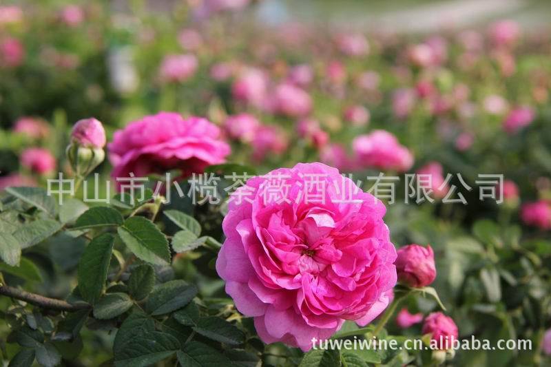 小荼仙荼薇花酒 中国花酒(花仙 52度 500ml/支 中山特产酒