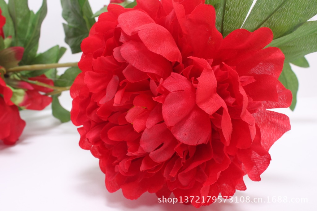 3头苞牡丹4（3-Head Peony)SJB0815