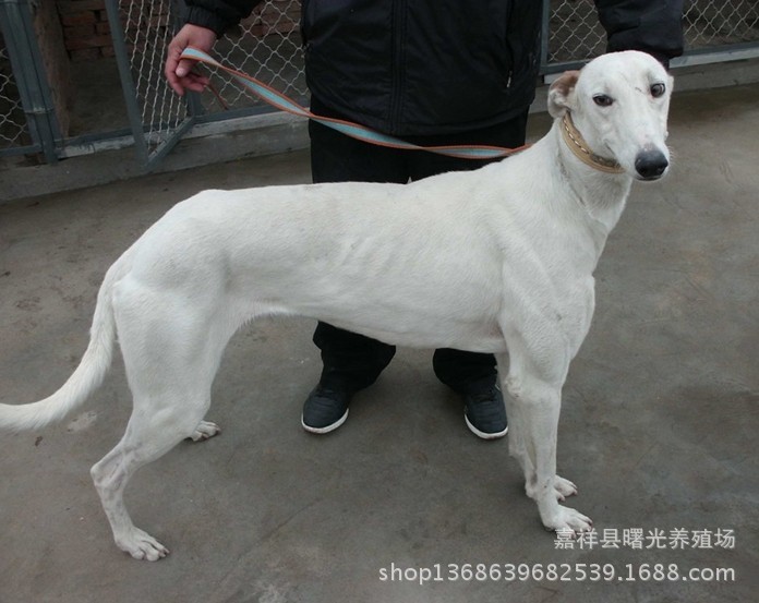 常年出售:格力犬 幼犬 灵提犬 专业驯养基地0537-6782555