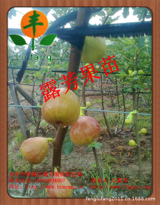 麦斯依陶芬无花果