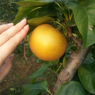 Ʒ,޽ӹ