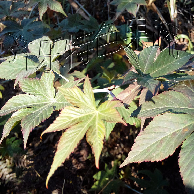 致富种植项目,掌叶覆盆子