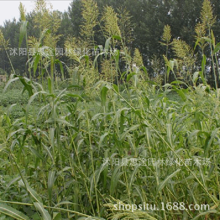 基地批发提摩西草种子 宠物兔最爱吃的提木西草种子 欢迎选购