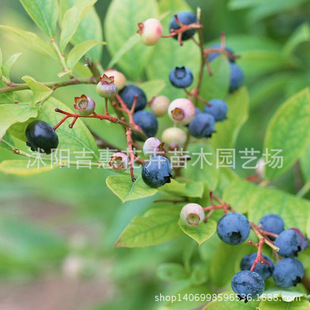 黑珍珠蓝莓品种介绍,黑珍珠蓝莓,蓝莓品种大全(第2页)_大山谷图库
