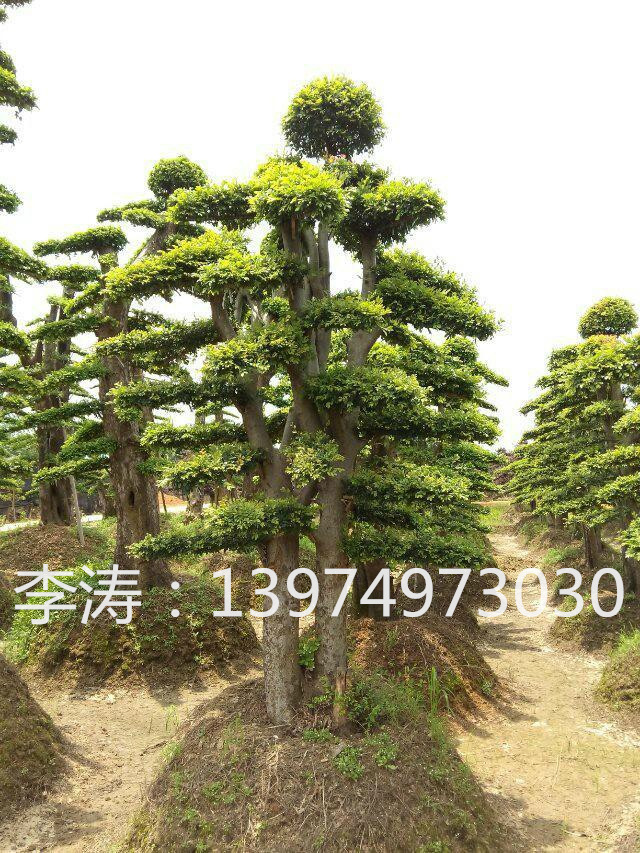 原料辅料,初加工材料 农产品 绿化苗木 乔木 苗圃现货丛生榆树 造型