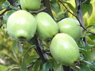 【火熱預(yù)訂】基地自產(chǎn) 貴州高原新鮮特級優(yōu)特 野木瓜  批發(fā)團購