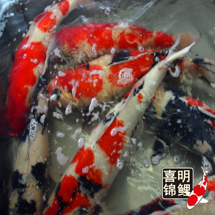 锦鲤种6