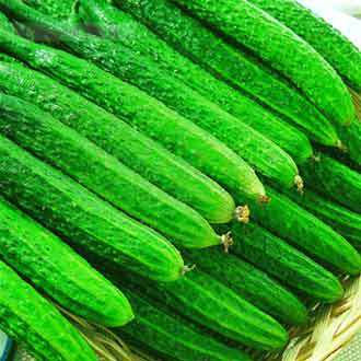 贵州精品黄瓜1斤约2根,新鲜蔬菜调理肌肤,