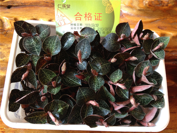 厂家直销 高档天然金线莲鲜品 药材种苗保健金线莲 量多从优图片_10